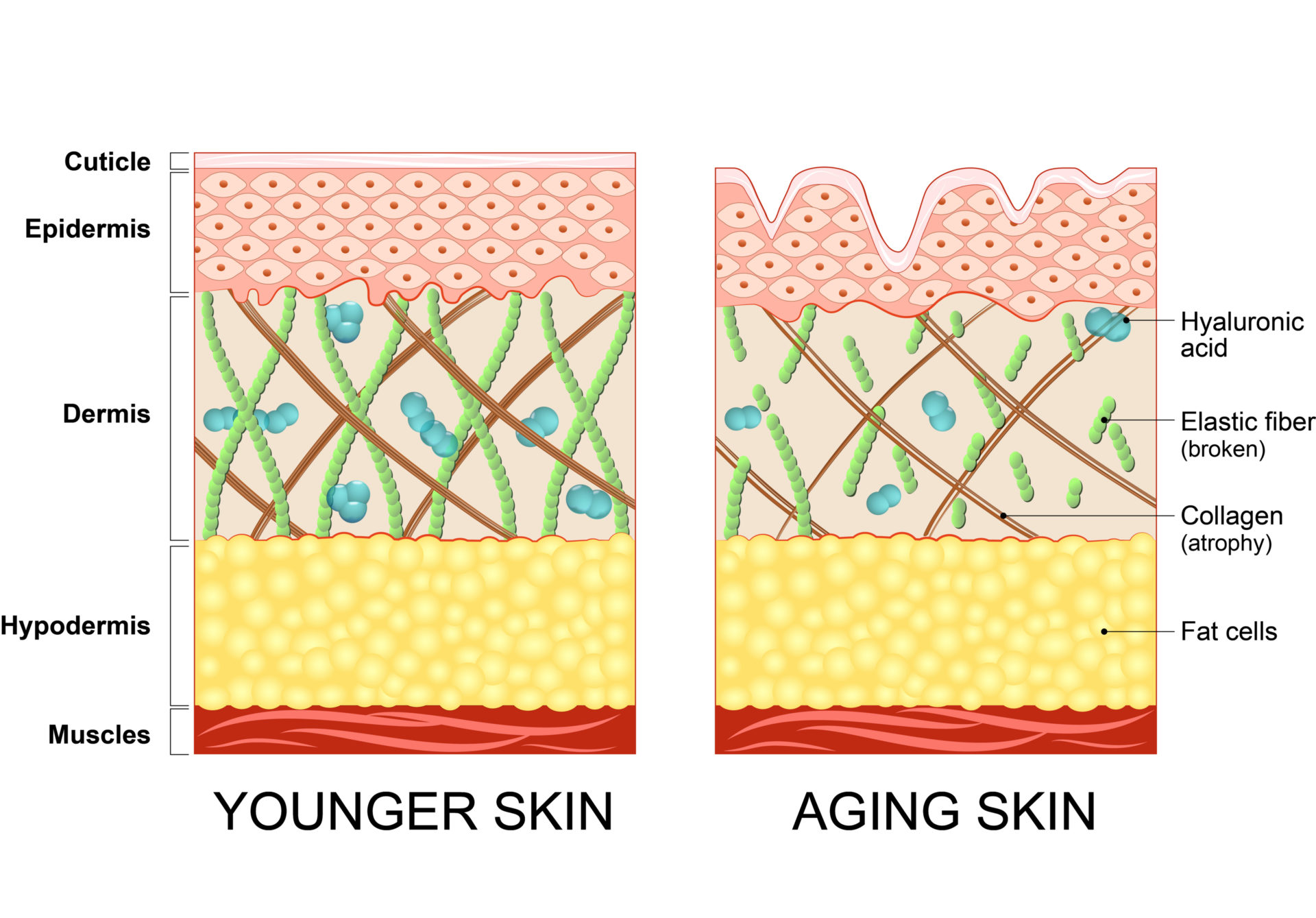 young vs old skin Andrea Heath Aesthetics