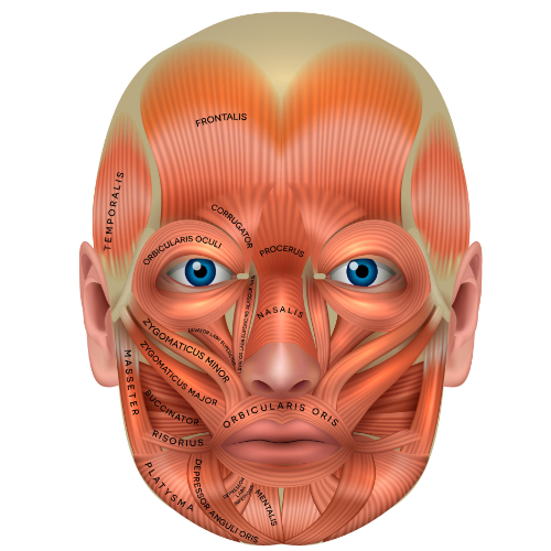 facial anatomy - Andrea Heath Aesthetics