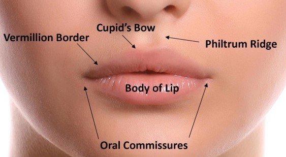 lip anatomy - Andrea Heath Aesthetics